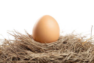 Brown egg nestled in straw nest on white background, cut out