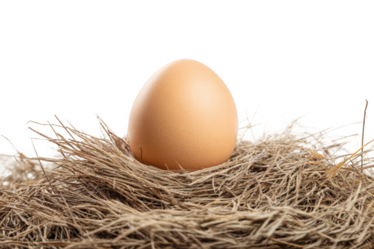 Brown egg nestled in straw nest on white background, cut out