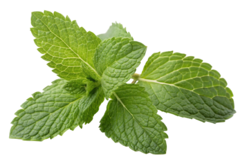 Fresh mint leaf or melissa leaves isolated on transparent background with full depth and detail