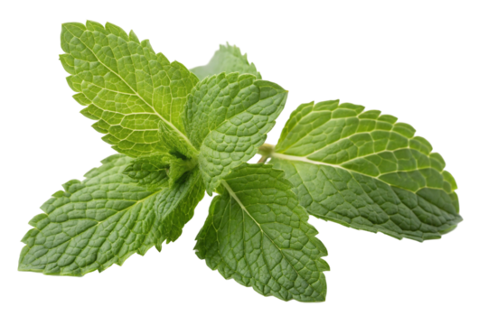 Fresh mint leaf or melissa leaves isolated on transparent background with full depth and detail