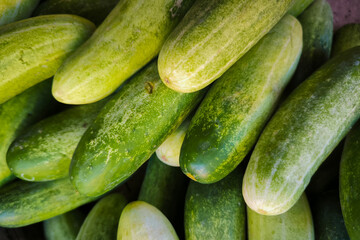 Fresh cucumbers or cucumis sativus from a traditional market. food background photo.