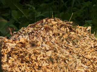 Vast Pile of Freshly Chipped Wood Mulch