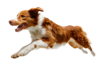 Energetic brown and white border collie leaping in motion, cut out