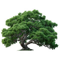 Large green tree isolated on transparent background
