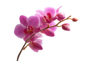 Vibrant pink orchid blooms on delicate stem with buds, cut out