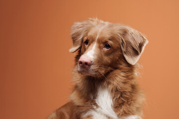 A Nova Scotia Duck Tolling Retriever gazes sideways attentively while sitting on a wooden floor...