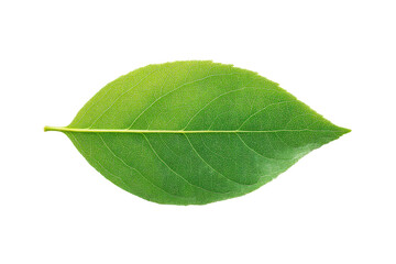 Vibrant green leaf with detailed veins isolated on black background, cut out