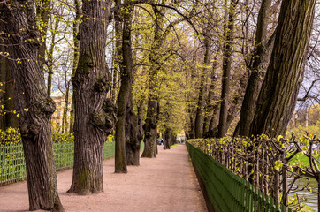 An alley with old trees in a park on a summer day.