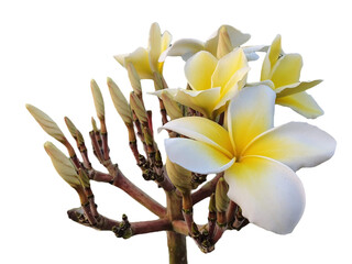 white magnolia flower, frangipani flower isolated on white background, Plumeria, Apocynaceae, Frangipani, Plumeria, Temple Tree, Graveyard Tree, Yellow, pink, red, orange, png
