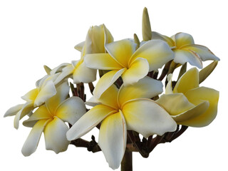 frangipani flower isolated on white, frangipani flower isolated on white background, Plumeria, Apocynaceae, Frangipani, Plumeria, Temple Tree, Graveyard Tree, Yellow, pink, red, orange, png