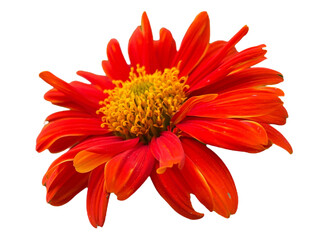 red dahlia flower, Zinnia, Zinnia violacea Cav, Zinnia elegans Jacq, png