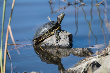 Fototapeta premium A Red Eared Slider turtle sunbathes on a rock