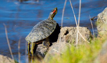 Fototapeta premium A Red Eared Slider turtle sunbathes on a rock