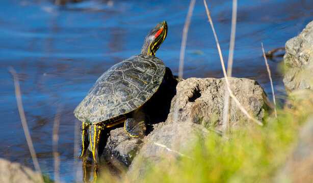 A Red Eared Slider turtle sunbathes on a rock