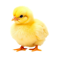 Obraz premium Yellow chick baby bird PNG file isolated on transparent background