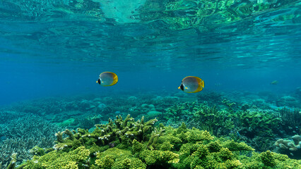 two panda butterflyfishes in shallow water swimming over coral reef