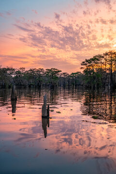Pink sunset on the Achafalaya swamp with cypress and reflections