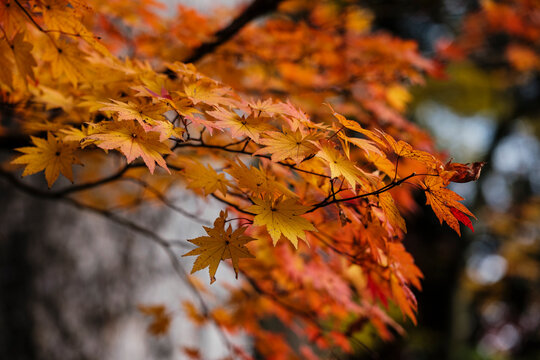 Close-up of Momiji (maple) leaves in Tohoku autumn