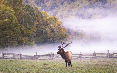 Bull Elk in Great Smokey Mountain National Park.