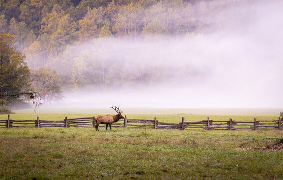 Bull Elk in Great Smokey Mountain National Park.