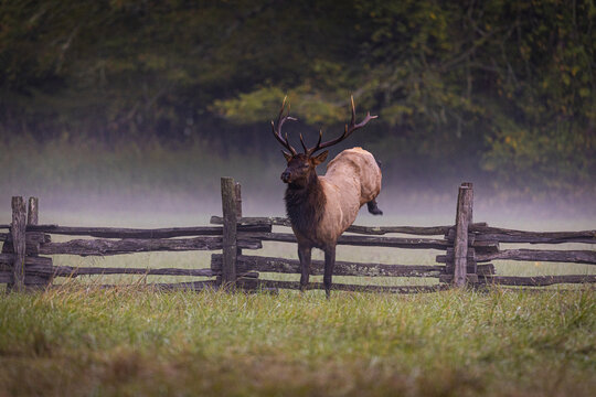 Bull Elk in Great Smokey Mountain National Park.