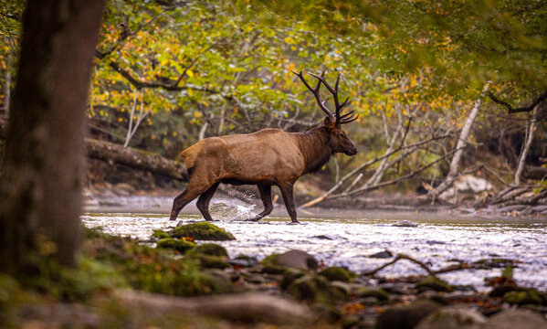 Bull Elk in Great Smokey Mountain National Park.