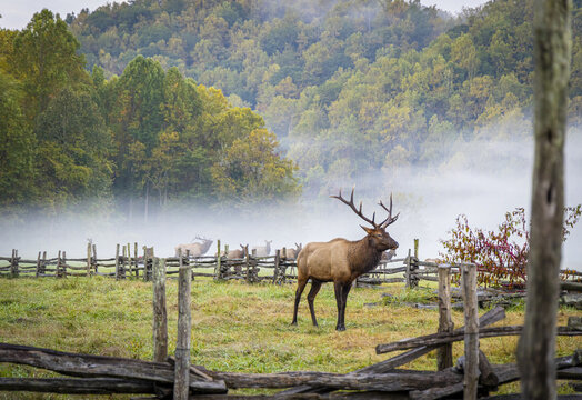 Bull Elk in Great Smokey Mountain National Park.
