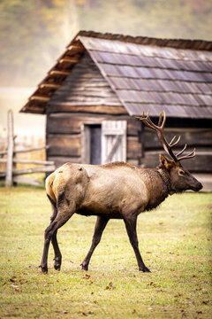 Bull Elk in Great Smokey Mountain National Park.