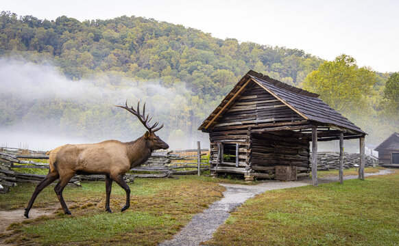 Bull Elk in Great Smokey Mountain National Park.