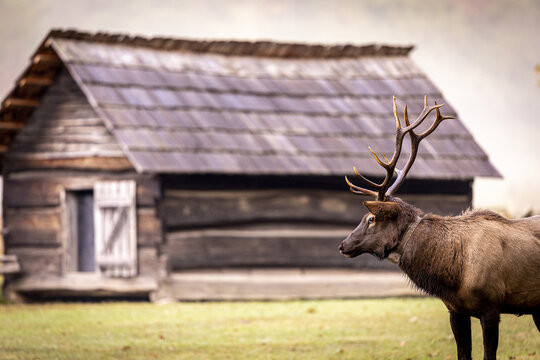 Bull Elk in Great Smokey Mountain National Park.