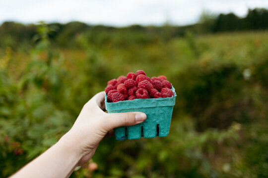 Cropped image of woman holding a pint of berries