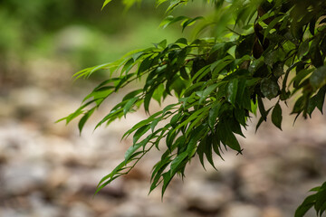 green leaves of a tree