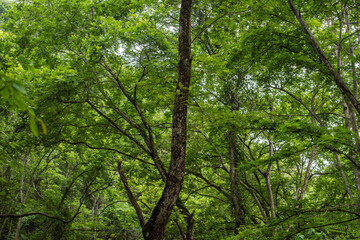 Spring green forest landscape overhead
