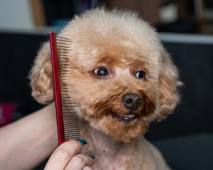 Groomer combing poodle in salon. 