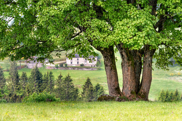 Détail d'un arbre à plusieurs troncs dans une prairie de montagne