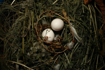Two eggs nestled within a bed of dried grasses and twigs, hinting at a new life beginning.