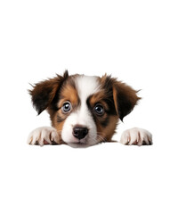 A cute purebred border collie puppy Peeking with a blank sign, isolated on a white background