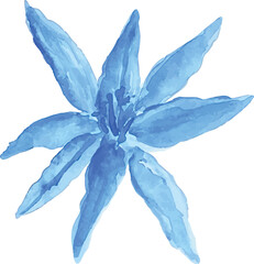 blue lily flower hand drawn