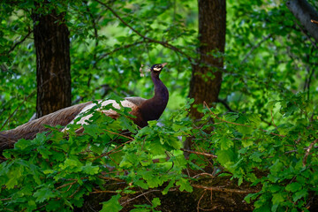peacock in the grass