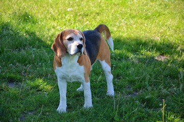 A beagle dog stands on the grass on a sunny day, expressing curiosity and connection - the perfect portrait of a loyal and friendly pet.