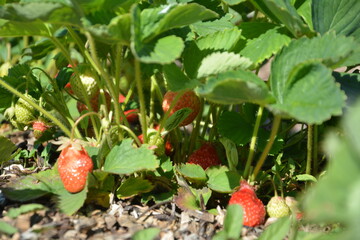  Ripening strawberries on plant in sunlight. Ripening strawberries on bush in garden under sunlight