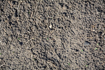  Fertile soil texture with small sprouts. Fertile soil texture with small sprouts and organic particles