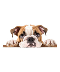 An adorable English bulldog puppy portrait isolated on a white background