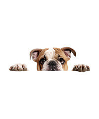 Obraz premium Cute one young brown English bulldog puppy looking up, isolated on white
