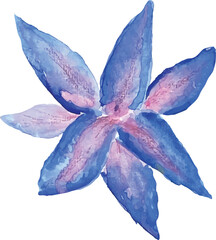 blue lily hand drawn