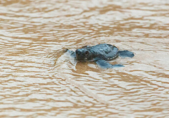 A turtle hatched from an egg crawls along the sand towards the ocean