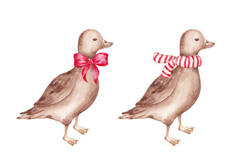 Decorated Christmas ducks wearing scarf and red bow. Merry Christmas card clip art. Hand drawn with watercolor. Rustic design. Farm xmas animals