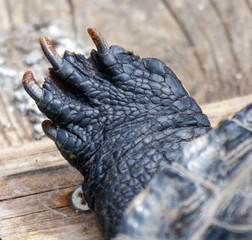 A turtle's foot with claws is shown on a wooden surface