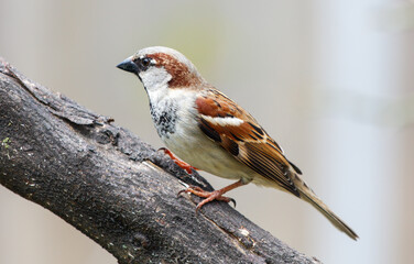 A brown and white bird is perched on a tree branch