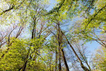 A forest with trees in the background and a clear blue sky